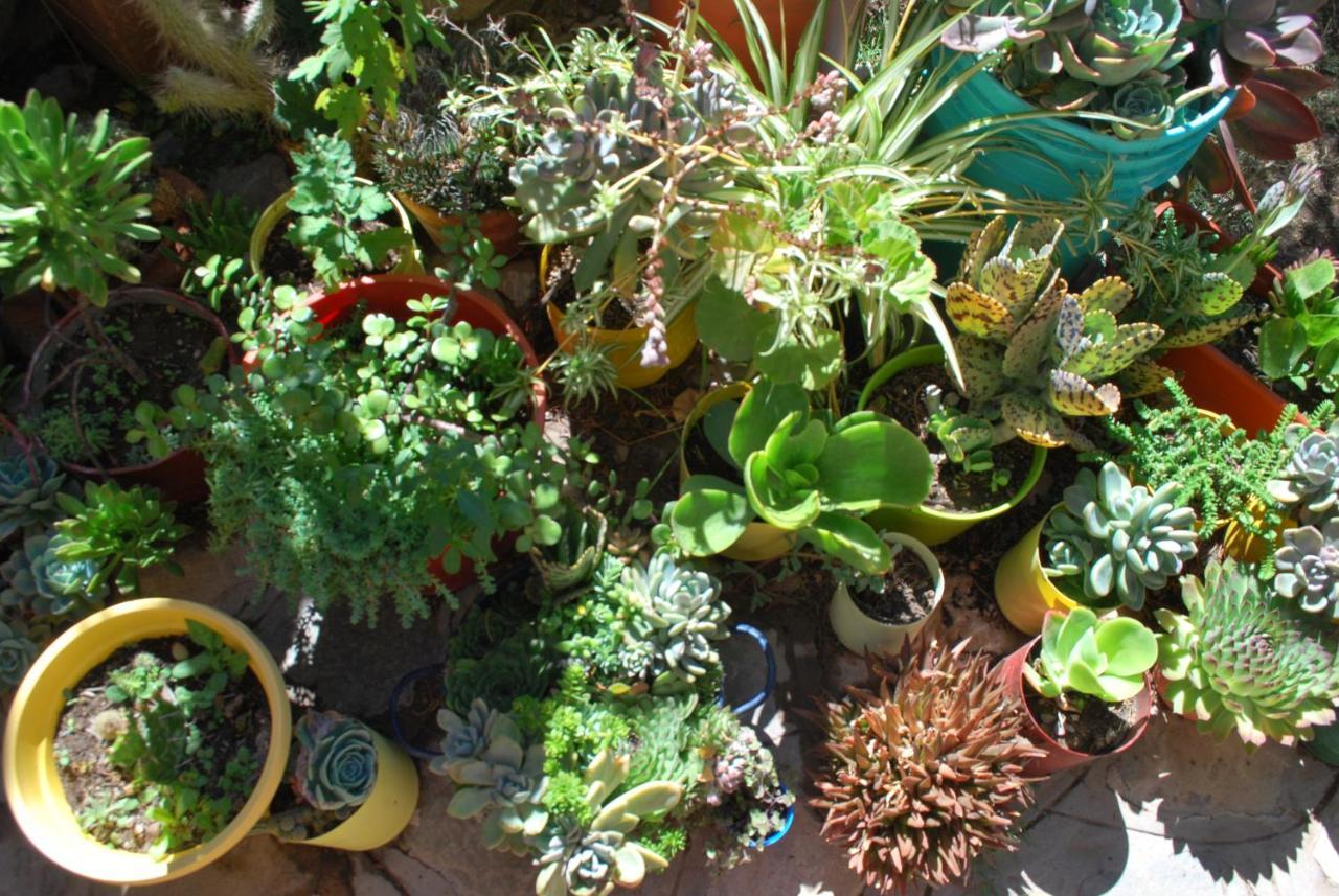 Apartamento En El Vivero تيلكارا المظهر الخارجي الصورة